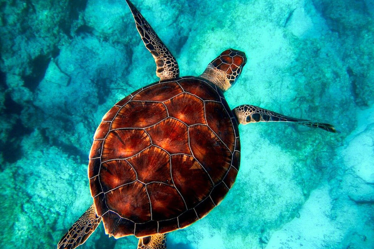 The turtle hatchery in Kosgoda is a haven for sea turtles and tortoises